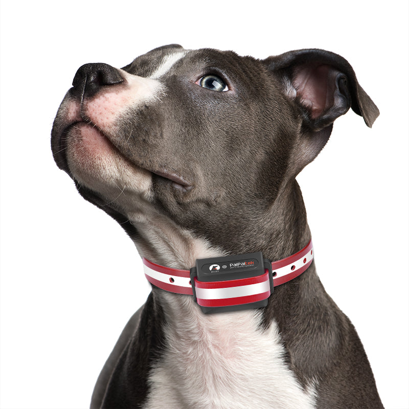 PD 529V Dog Remote Training Collar Without Shock