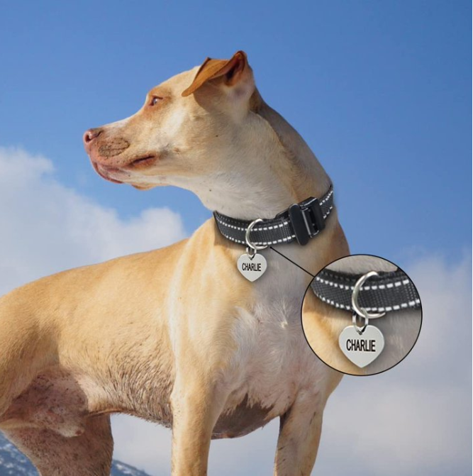 Paipaitek Replacement Shock Collar Strap, 3/4 inch Dog Collar Fit All Brands of Shock Training Collars and Bark Collars - Durable and Adjustable - Reflective Black Dog Collar