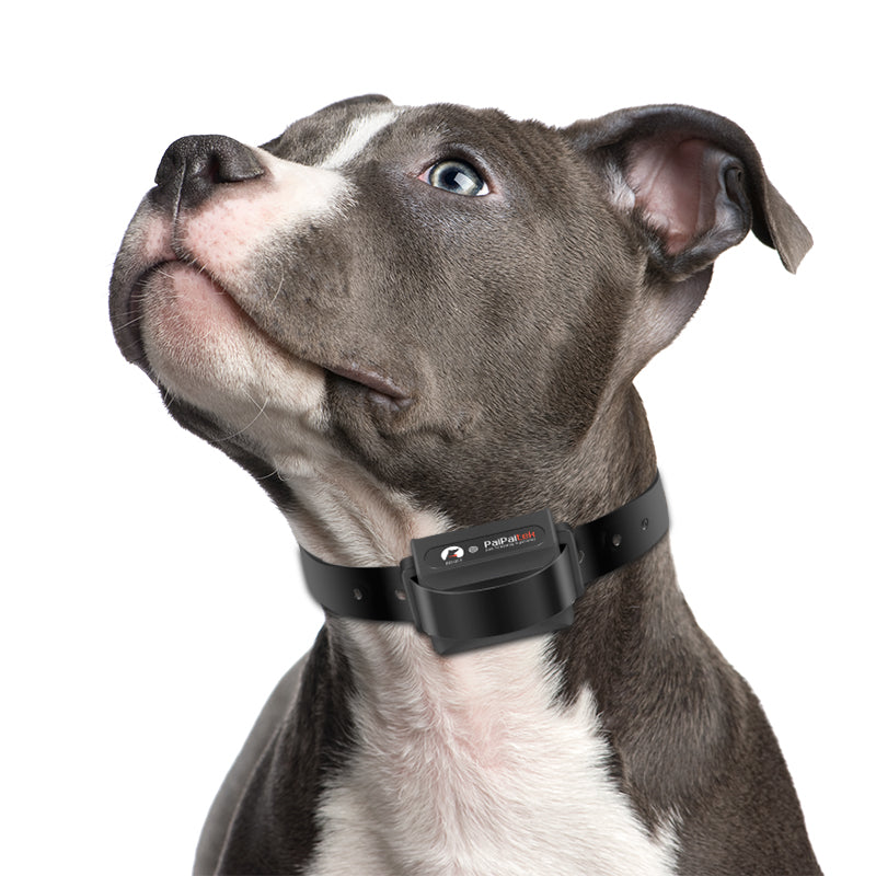 PD 525V-TIO 2 IN 1 Dog Remote Training Collar Without Shock
