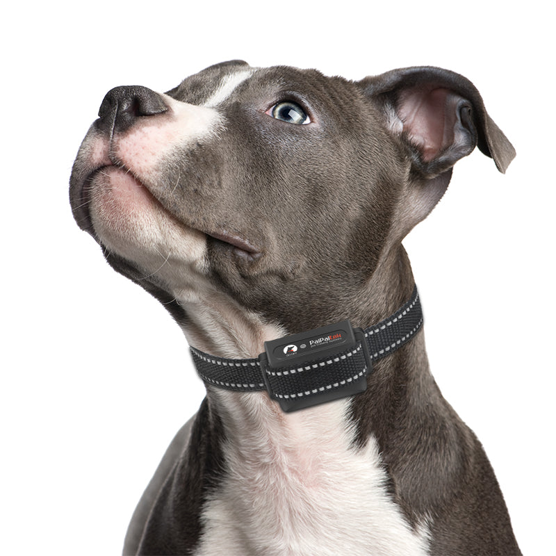 PD 529 Dog Remote Training Collar With Shock
