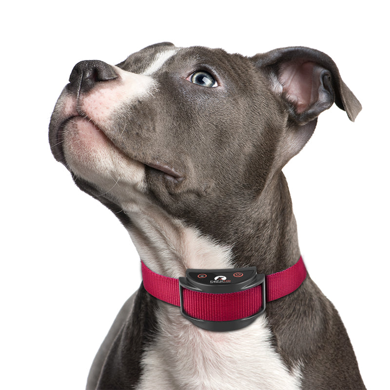PD 520V No Shock  Remote Dog Training Collar