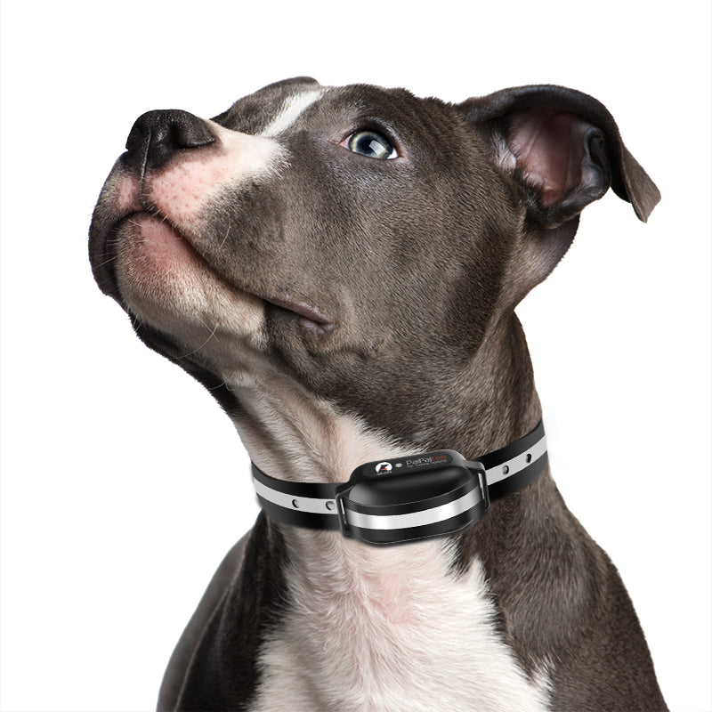 PD 523V remote dog training collar without shock